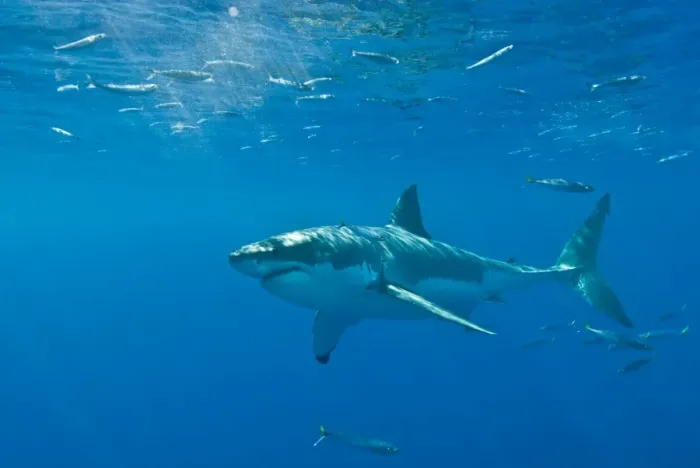 Framed Print : Great White Shark - Female - Guadalupe island - Mexico Framed Print : Great White Shark - Female - Guadalupe island - Mexico