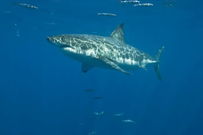 Framed Print : Great White Shark - Female - Guadalupe island - Mexico Framed Print : Great White Shark - Female - Guadalupe island - Mexico