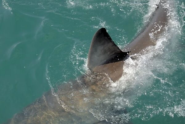 Great White Shark - with fin out of water. Gansbaai South Africa