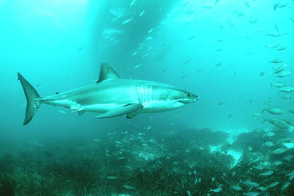 Great White Shark With other fish, South Australia