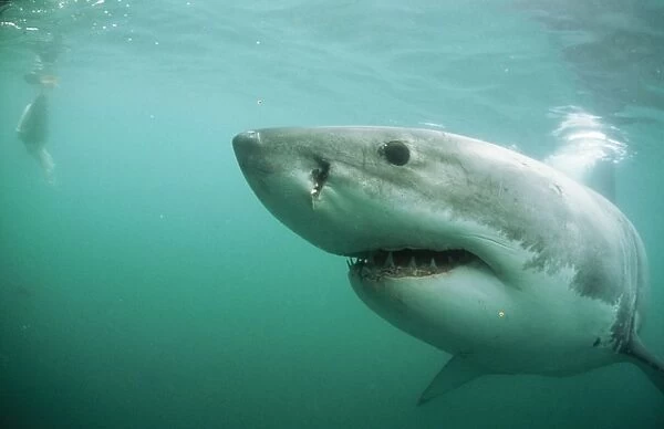 Great White Shark Gansbaai, South Africa