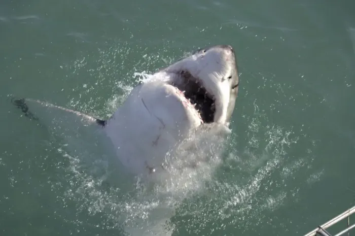 Framed Print : Great White Shark - with head out of water. Gansbaai South Africa Framed Print : Great White Shark - with head out of water. Gansbaai South Africa