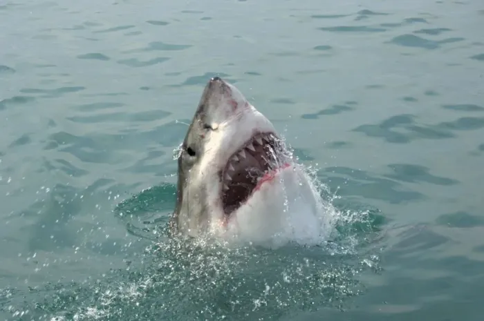 Framed Print : Great White Shark - with head out of water. Gansbaai South Africa Framed Print : Great White Shark - with head out of water. Gansbaai South Africa