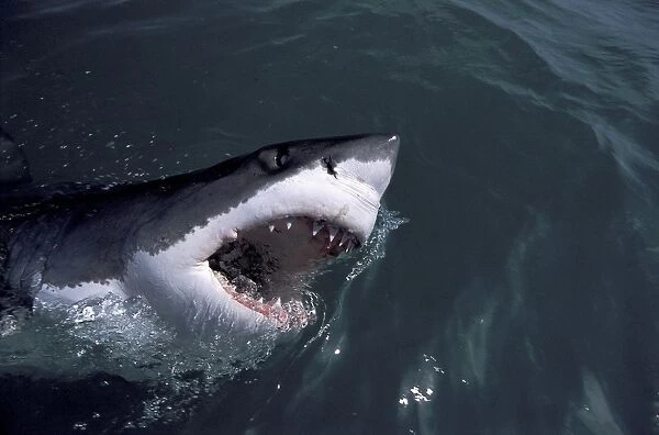 Great White Shark - with head out of water. Dire Island, Gansbaai, South Africa
