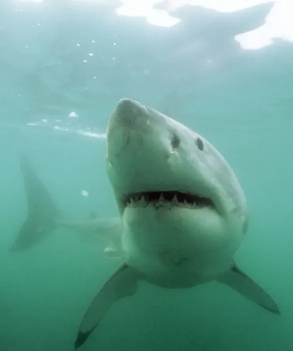 Framed Print : Great White Shark KA 467 (C) Swimming underwater - Gansbaii, South Africa Carcharo carcharias © Kurt Amsler ARDEA LONDON