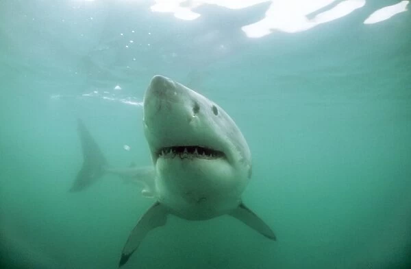 Great White Shark KA 467 Swimming underwater - Gansbaii, South Africa Carcharo carcharias © Kurt Amsler ARDEA LONDON