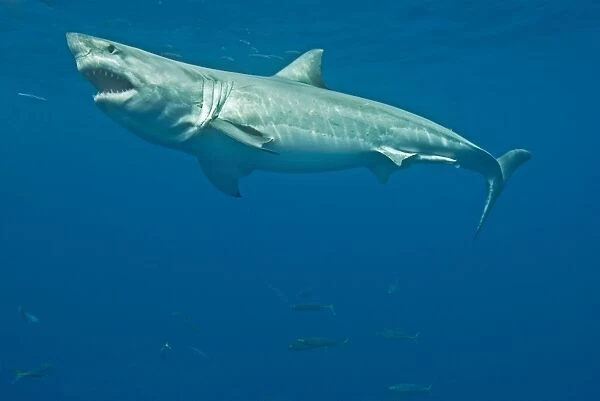 Great White Shark - male - Guadalupe island - Mexico