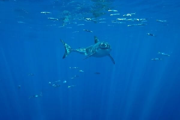 Great White Shark - male, Guadalupe island. Mexico