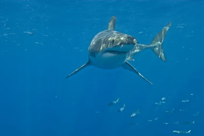 Framed Print : Great White Shark - male - Guadalupe island - Mexico Framed Print : Great White Shark - male - Guadalupe island - Mexico