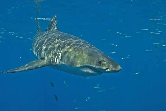 Framed Print : Great White Shark - male - Guadalupe island - Mexico Framed Print : Great White Shark - male - Guadalupe island - Mexico