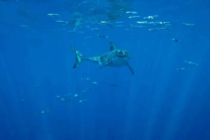 Framed Print : Great White Shark - male, Guadalupe island. Mexico Framed Print : Great White Shark - male, Guadalupe island. Mexico