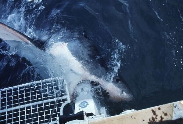 Great White Shark - mouthing the motor on the charter boat which it did many times, seemingly attracted to the magnetic field generated by the metal. South Australia