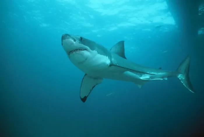 Framed Print : Great White Shark Neptunes Islands, Spencer Gulf, South Australia Framed Print : Great White Shark Neptunes Islands, Spencer Gulf, South Australia