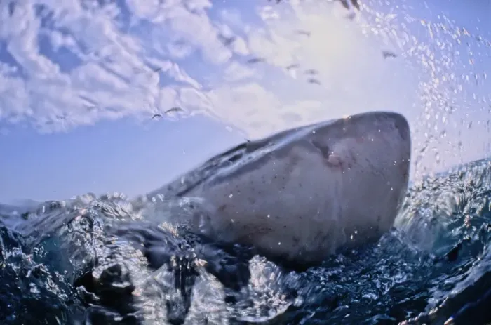 Framed Print : Great White Shark. With nose out of water. Dire Island Gansbaai South Africa