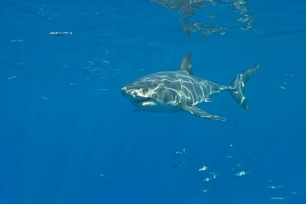 Great White Shark - Tagged male - Guadalupe island - Mexico