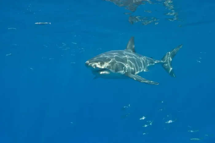 Framed Print : Great White Shark - Tagged male - Guadalupe island - Mexico Framed Print : Great White Shark - Tagged male - Guadalupe island - Mexico