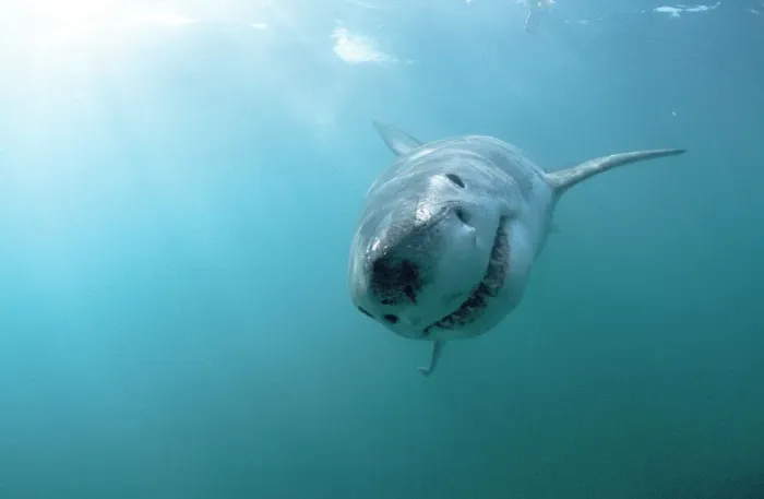 Framed Print : Great White Shark. Underwater. Dire Island, Gansbaai, South Africa