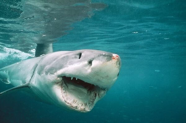 Great White Shark Front view, mouth open, injury on nose, South Australia