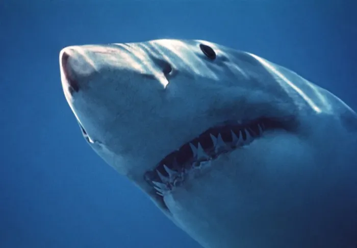 Framed Print : Great White Shark VT 2261 (M) Close up of head, showing teeth - South Australia Carcharodon carcharias © Valerie & Ron Taylor / ARDEA LONDON Framed Print : Great White Shark VT 2261 (M) Close up of head, showing teeth - South Australia Carcharodon carcharias © Valerie & Ron Taylor / ARDEA LONDON