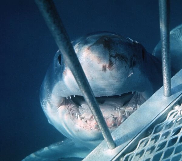 Great White Shark VT 8174 Underwater, close up of head at shark cage - South Australia Carcharodon carcharias © Ron & Valerie Taylor  /  ARDEA LONDON