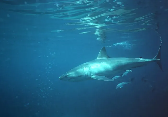 Framed Print : Great White Shark VT 8178 Underwater, side view - South Australia Carcharodon carcharias © Valerie & Ron Taylor / ARDEA LONDON Framed Print : Great White Shark VT 8178 Underwater, side view - South Australia Carcharodon carcharias © Valerie & Ron Taylor / ARDEA LONDON