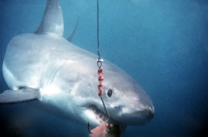 Framed Print : Great White Shark VT 8185 Takes bait from hook - South Australia Carcharodon carcharias © Valerie & Ron Taylor / ARDEA LONDON Framed Print : Great White Shark VT 8185 Takes bait from hook - South Australia Carcharodon carcharias © Valerie & Ron Taylor / ARDEA LONDON