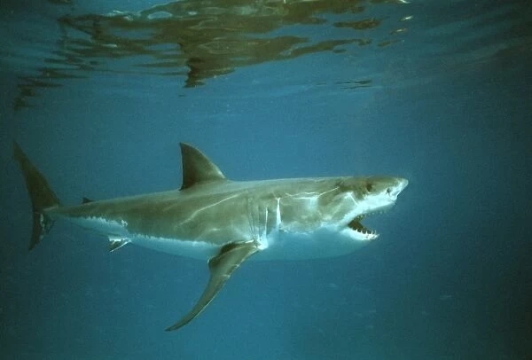 Great White Shark VT 8187 Underwater, side view showing teeth - South Australia Carcharodon carcharias © Ron & Valerie Taylor  /  ARDEA LONDON