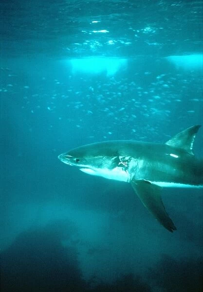 Great White Shark VT 8192 Underwater, sideview - South Australia Carcharodon carcharias © Ron & Valerie Taylor  /  ARDEA LONDON