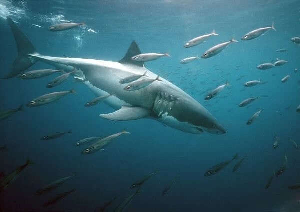 Great White Shark VT 8207 Underwater, side view swimming with fish - South Australia Carcharodon carcharias © Valerie & Ron Taylor  /  ARDEA LONDON
