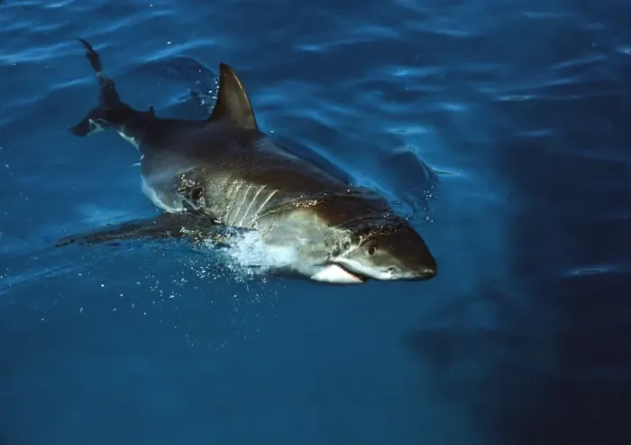 Framed Print : Great White Shark VT 8210 Coming to surface - South Australia Carcharodon carcharias © Valerie & Ron Taylor / ARDEA LONDON Framed Print : Great White Shark VT 8210 Coming to surface - South Australia Carcharodon carcharias © Valerie & Ron Taylor / ARDEA LONDON