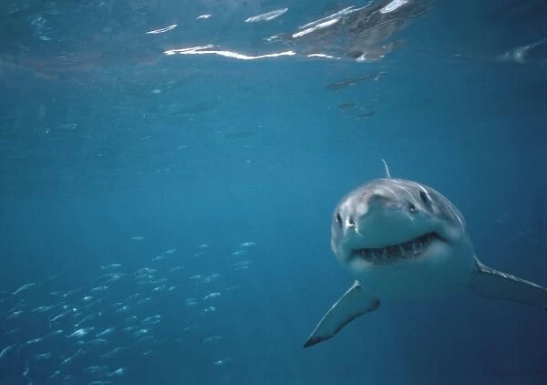 Great White Shark VT 8217 Underwater coming towards camera - South Australia. Carcharodon carcharias © Valerie & Ron Taylor  /  ARDEA LONDON