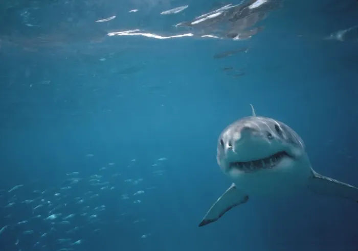 Framed Print : Great White Shark VT 8217 Underwater coming towards camera - South Australia. Carcharodon carcharias © Valerie & Ron Taylor / ARDEA LONDON Framed Print : Great White Shark VT 8217 Underwater coming towards camera - South Australia. Carcharodon carcharias © Valerie & Ron Taylor / ARDEA LONDON