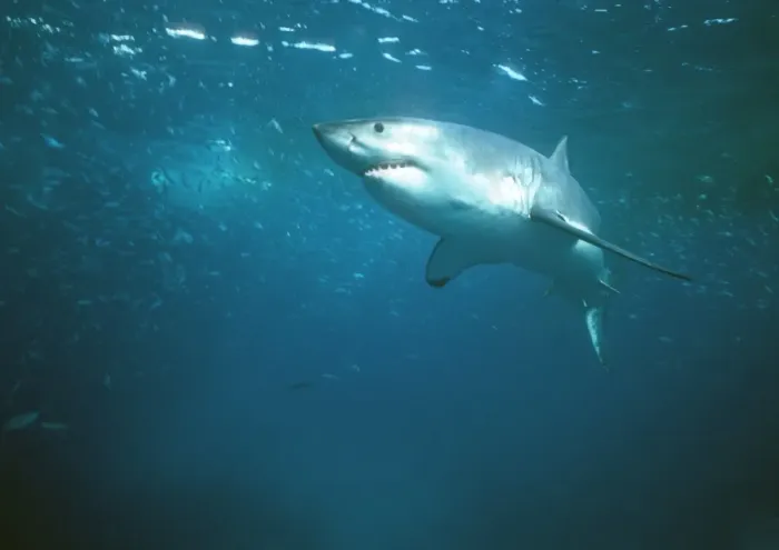 Framed Print : Great White Shark VT 8219 Underwater full body - South Australia. Carcharodon carcharias © Valerie & Ron Taylor / ARDEA LONDON Framed Print : Great White Shark VT 8219 Underwater full body - South Australia. Carcharodon carcharias © Valerie & Ron Taylor / ARDEA LONDON