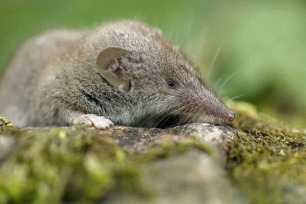 Great White-toothed Shrew - on garden wall Lower Saxony, Germany