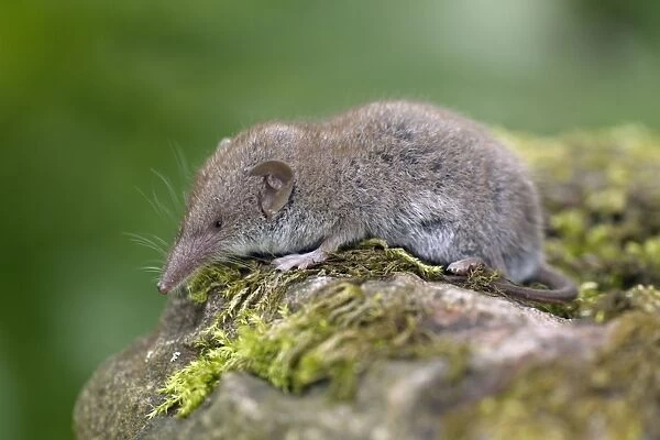 Great White-toothed Shrew - on garden wall Lower Saxony, Germany