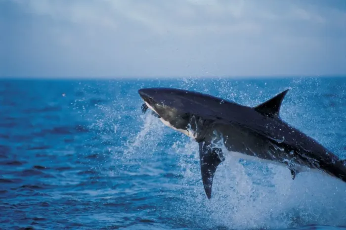 Framed Print : Great White / White / White Pointer SHARK - Breaching for hunti Framed Print : Great White / White / White Pointer SHARK - Breaching for hunti