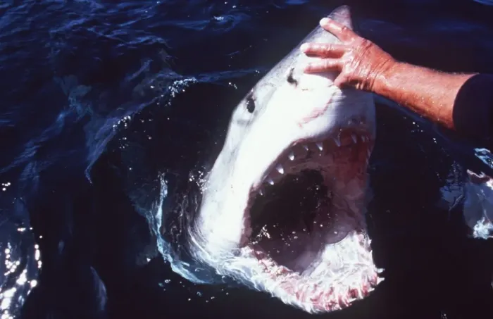 Framed Print : Great White  /  White  /  White Pointer SHARK - man touching shark s
