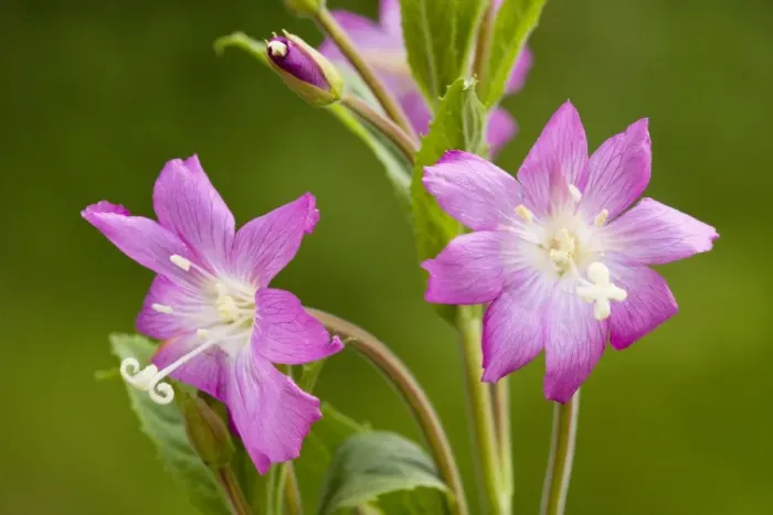 Framed Print : Great Willowherb or Codlins and Cream (Epilobium hirsutum) in flower. Dorset Framed Print : Great Willowherb or Codlins and Cream (Epilobium hirsutum) in flower. Dorset