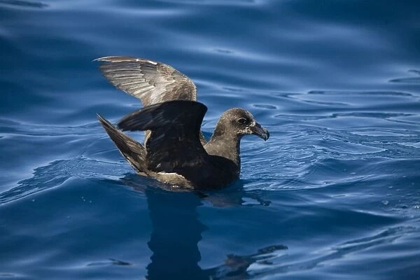 Great-winged Petrel At sea off Eden, New South Wales, Australia