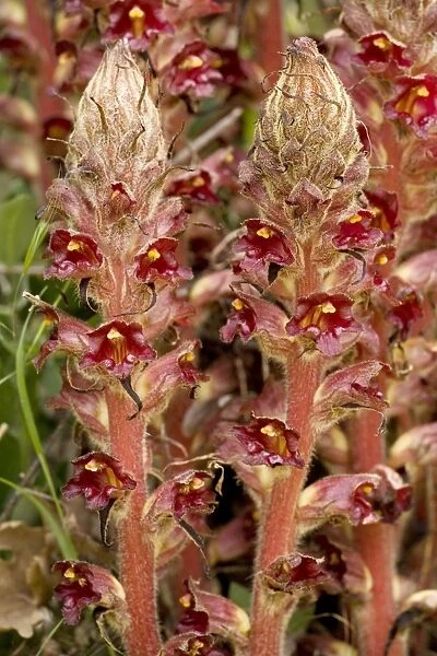 Greater Broomrape (Orobanche rapum-genistae); very rare in UK. Root parasite on gorse and broom