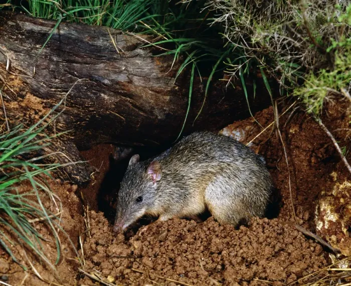 Framed Print : Greater Brown Bandicoot JPF 2151 Isodon macrourus © Jean-Paul Ferrero / ARDEA LONDON Framed Print : Greater Brown Bandicoot JPF 2151 Isodon macrourus © Jean-Paul Ferrero / ARDEA LONDON