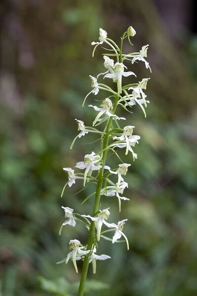 Greater butterfly orchid - close up of flower