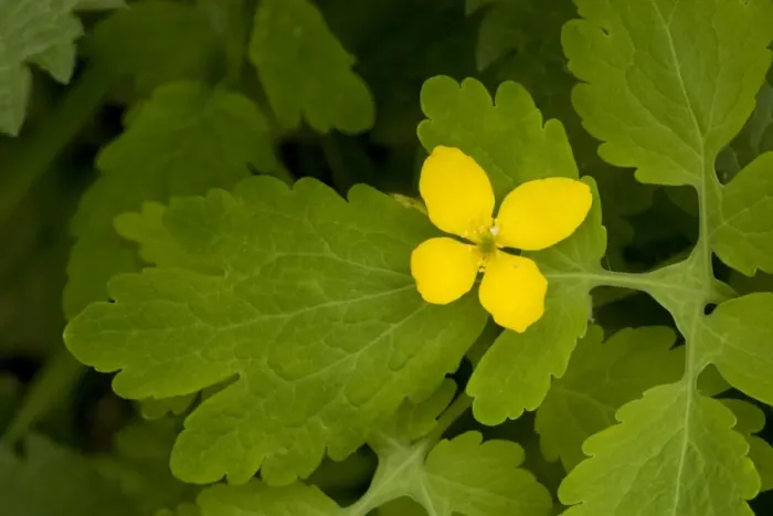 Framed Print : Greater celandine (Chelidonium majus) Framed Print : Greater celandine (Chelidonium majus)