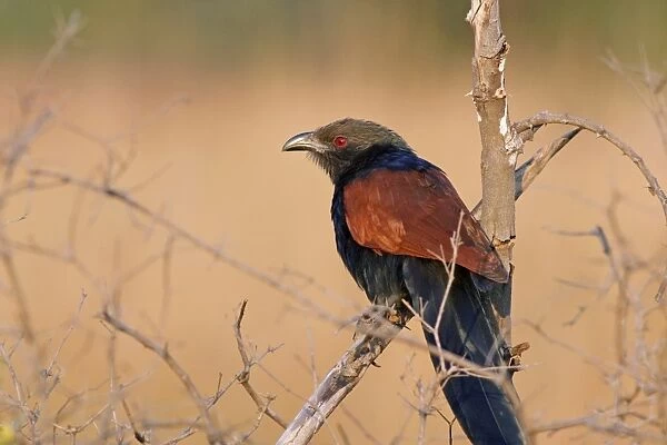 Greater Coucal  /  Crow-pheasant - Corbett N. P. U. P. India