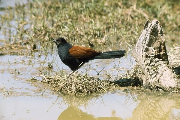 Greater Coucal  /  Crow Pheasant - india
