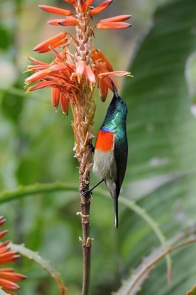 Greater Double-collared Sunbird male feeding at flowers of Aloe arborescens. Endemic in southern Cape and eastern areas of South Africa, and Swaziland. Grahamstown, Eastern Cape, South Africa