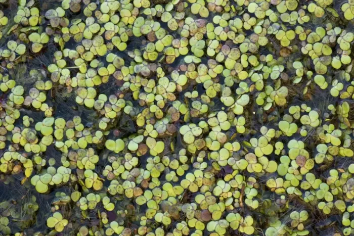 Framed Print : Greater Duckweed (Spirodela polyrhiza = Lemna) on pond surface. Hants Framed Print : Greater Duckweed (Spirodela polyrhiza = Lemna) on pond surface. Hants