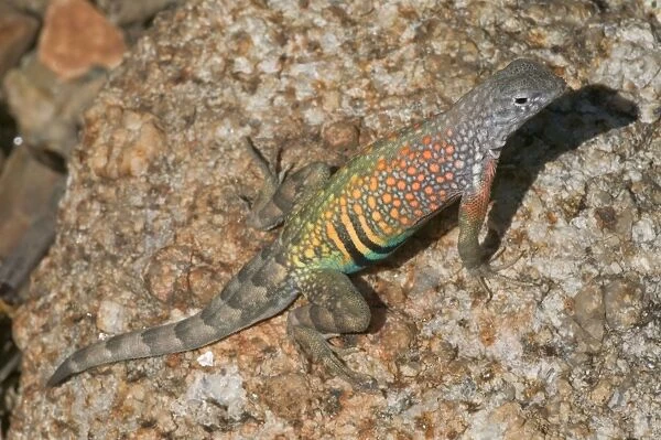 Greater Earless Lizard - Male in breeding colors-lives in middle elevations of Arizona, New Mexico and Texas-eats insects and spiders. E50T9444