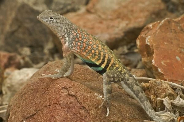 Greater Earless Lizard - male in breeding colors-lives in middle elevations of Arizona-New Mexico and Texas-eats insects and spiders. USA