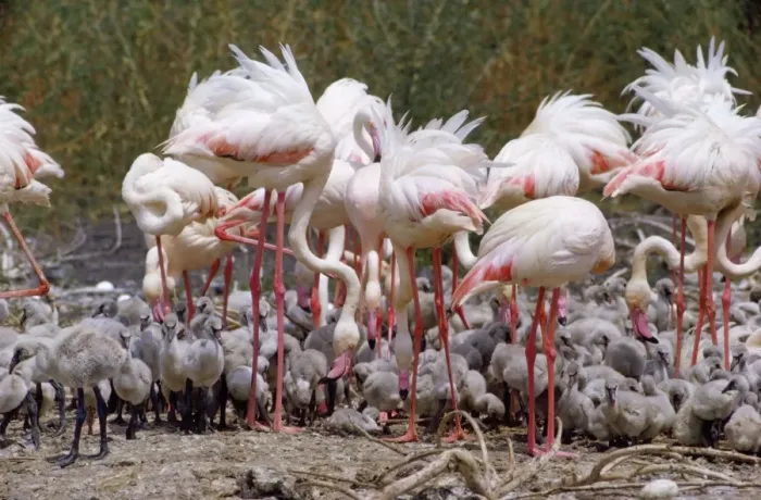 Framed Print : Greater Flamingo Framed Print : Greater Flamingo